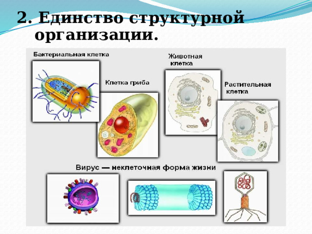 2. Единство структурной организации. 