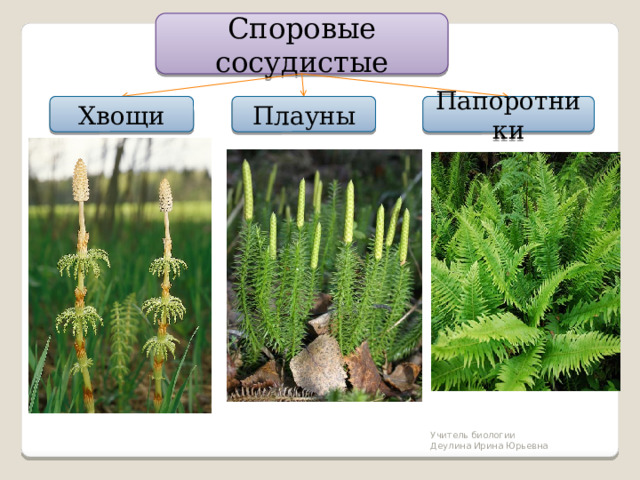 Распространены папоротники плауны и хвощи