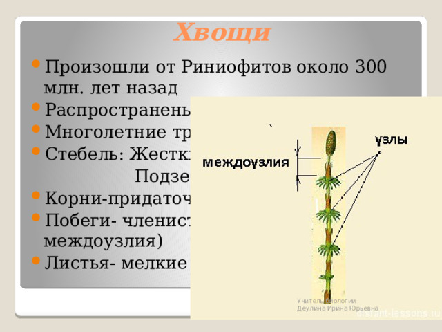 Хвощи Произошли от Риниофитов около 300 млн. лет назад Распространены во влажных местах Многолетние травянистые растения Стебель: Жесткий (надземный)  Подземный (корневище) Корни-придаточные (от корневища) Побеги- членистые (узлы и междоузлия) Листья- мелкие чешуевидные Учитель биологии Деулина Ирина Юрьевна 
