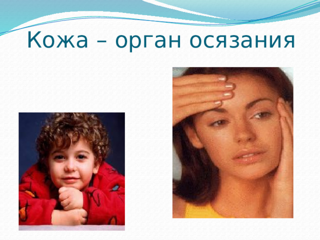 Кожа – орган осязания 