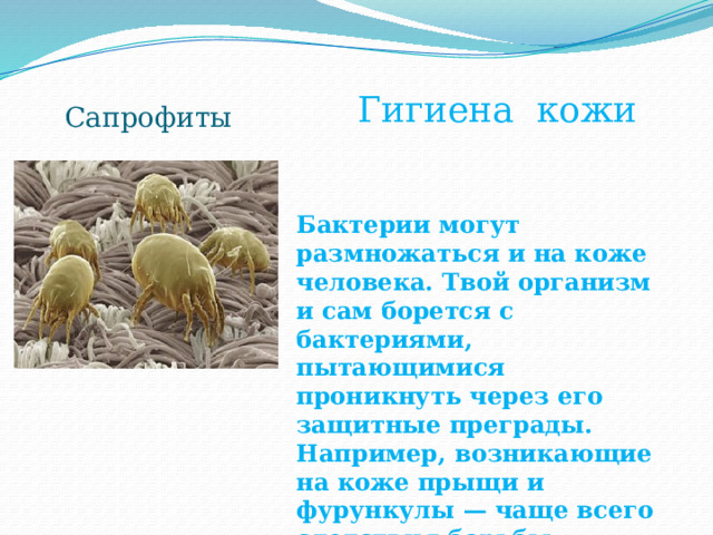 Сапрофиты Гигиена кожи Бактерии могут размножаться и на коже человека. Твой организм и сам борется с бактериями, пытающимися проникнуть через его защитные преграды. Например, возникающие на коже прыщи и фурункулы — чаще всего следствия борьбы организма с бактериями стафилококками.  