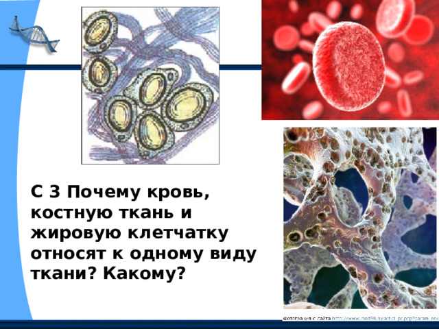 С 3 Почему кровь, костную ткань и жировую клетчатку относят к одному виду ткани? Какому? 