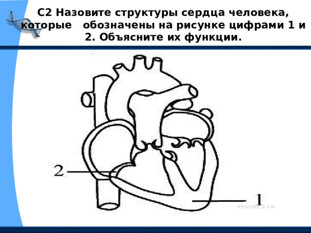 С2 Назовите структуры сердца человека, которые  обозначены на рисунке цифрами 1 и 2. Объясните их функции. 