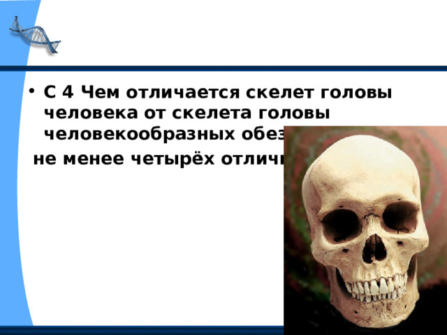 С 4 Чем отличается скелет головы человека от скелета головы человекообразных обезьян? Укажите  не менее четырёх отличий.  