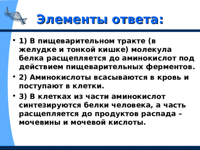 Элементы ответа: 1) В пищеварительном тракте (в желудке и тонкой кишке) молекула белка расщепляется до аминокислот под действием пищеварительных ферментов. 2) Аминокислоты всасываются в кровь и поступают в клетки. 3) В клетках из части аминокислот синтезируются белки человека, а часть расщепляется до продуктов распада – мочевины и мочевой кислоты. 