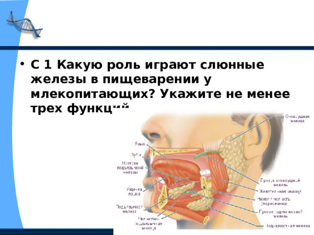 С 1 Какую роль играют слюнные железы в пищеварении у млекопитающих? Укажите не менее трех функций.  