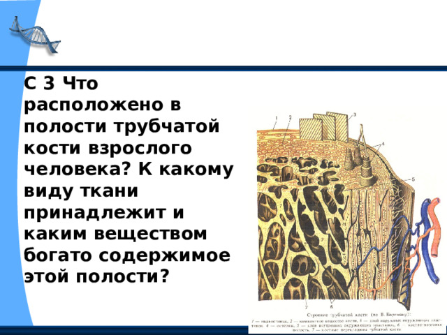 С 3 Что расположено в полости трубчатой кости взрослого человека? К какому виду ткани принадлежит и каким веществом богато содержимое этой полости? 