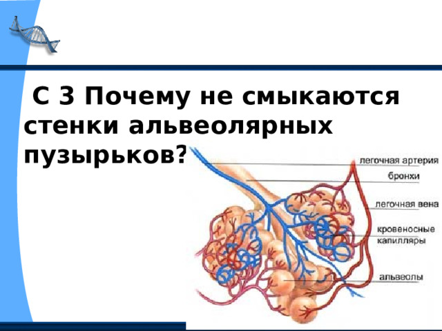  С 3 Почему не смыкаются стенки альвеолярных пузырьков? 