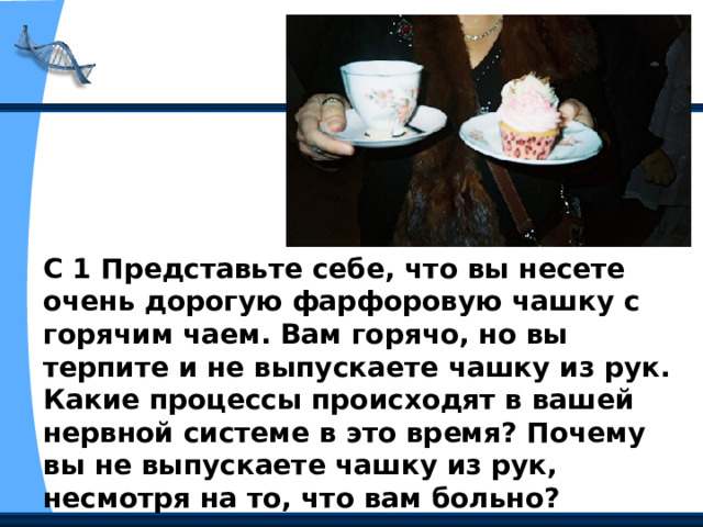 С 1 Представьте себе, что вы несете очень дорогую фарфоровую чашку с горячим чаем. Вам горячо, но вы терпите и не выпускаете чашку из рук. Какие процессы происходят в вашей нервной системе в это время? Почему вы не выпускаете чашку из рук, несмотря на то, что вам больно? 