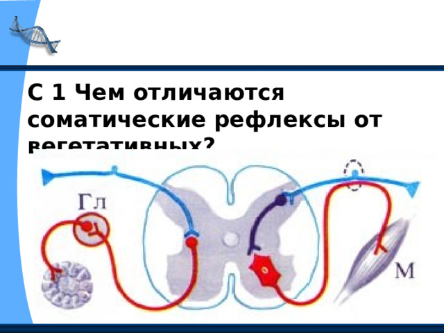 С 1 Чем отличаются соматические рефлексы от вегетативных? 