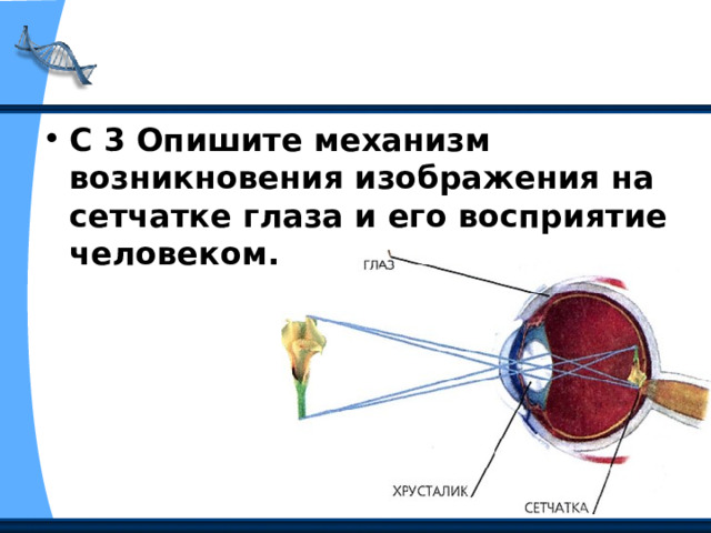 С 3 Опишите механизм возникновения изображения на сетчатке глаза и его восприятие человеком. 