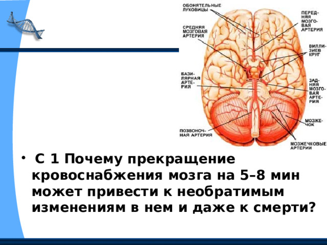  С 1 Почему прекращение кровоснабжения мозга на 5–8 мин может привести к необратимым изменениям в нем и даже к смерти? 