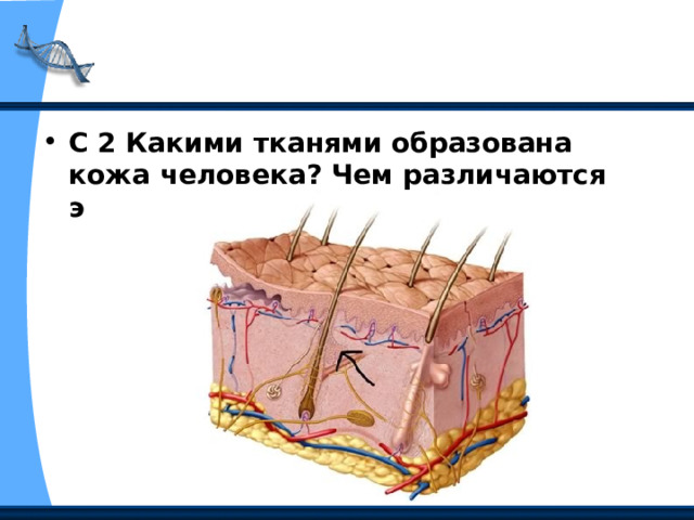 С 2 Какими тканями образована кожа человека? Чем различаются эти ткани? 