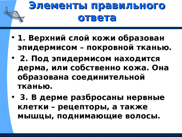 Элементы правильного ответа   1. Верхний слой кожи образован эпидермисом – покровной тканью.  2. Под эпидермисом находится дерма, или собственно кожа. Она образована соединительной тканью.  3. В дерме разбросаны нервные клетки – рецепторы, а также мышцы, поднимающие волосы. 