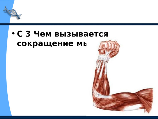 С 3 Чем вызывается сокращение мышцы? 