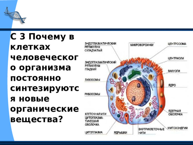 С 3 Почему в клетках человеческого организма постоянно синтезируются новые органические вещества? 