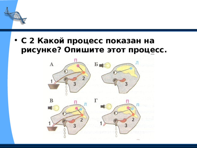 С 2 Какой процесс показан на рисунке? Опишите этот процесс. 