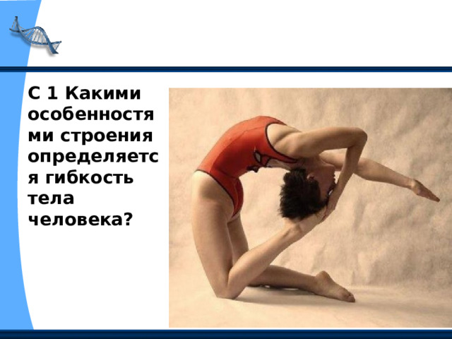 С 1 Какими особенностями строения определяется гибкость тела человека? 
