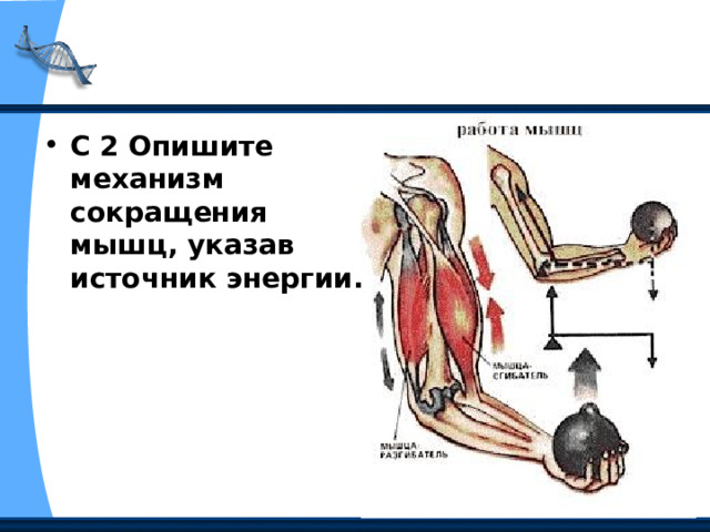 С 2 Опишите механизм сокращения мышц, указав источник энергии. 