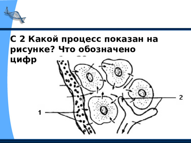 С 2 Какой процесс показан на рисунке? Что обозначено цифрами 1 и 2? 
