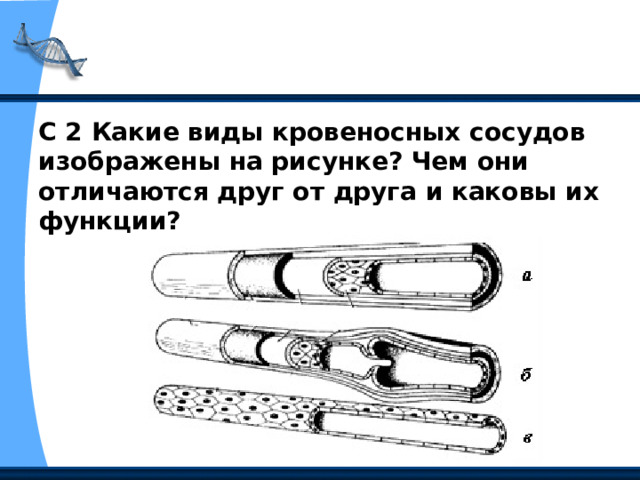 С 2 Какие виды кровеносных сосудов изображены на рисунке? Чем они отличаются друг от друга и каковы их функции? 
