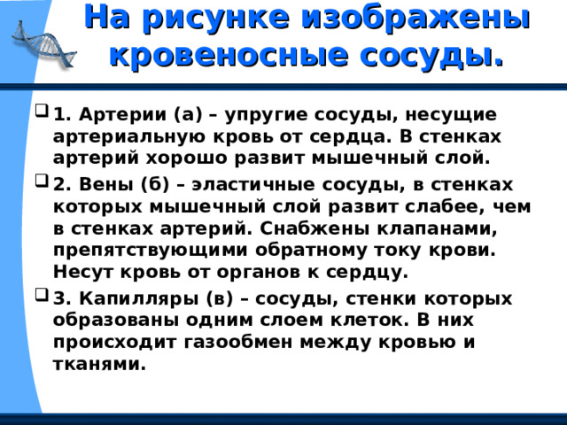 На рисунке изображены кровеносные сосуды.   1. Артерии (а) – упругие сосуды, несущие артериальную кровь от сердца. В стенках артерий хорошо развит мышечный слой. 2. Вены (б) – эластичные сосуды, в стенках которых мышечный слой развит слабее, чем в стенках артерий. Снабжены клапанами, препятствующими обратному току крови. Несут кровь от органов к сердцу. 3. Капилляры (в) – сосуды, стенки которых образованы одним слоем клеток. В них происходит газообмен между кровью и тканями. 
