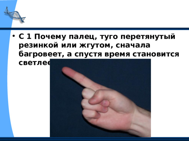 С 1 Почему палец, туго перетянутый резинкой или жгутом, сначала багровеет, а спустя время становится светлее? 