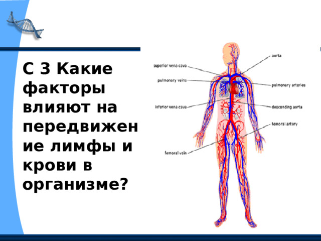 С 3 Какие факторы влияют на передвижение лимфы и крови в организме? 