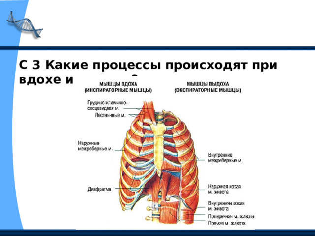 С 3 Какие процессы происходят при вдохе и выдохе? 
