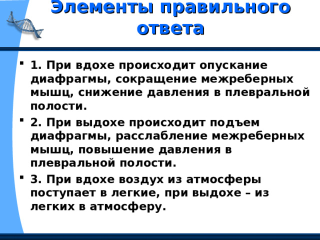 Элементы правильного ответа   1. При вдохе происходит опускание диафрагмы, сокращение межреберных мышц, снижение давления в плевральной полости. 2. При выдохе происходит подъем диафрагмы, расслабление межреберных мышц, повышение давления в плевральной полости. 3. При вдохе воздух из атмосферы поступает в легкие, при выдохе – из легких в атмосферу. 