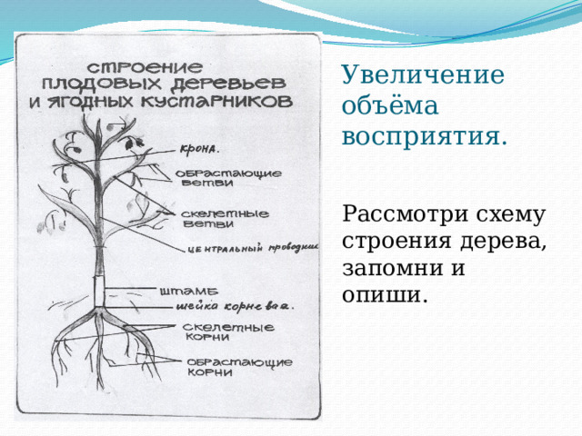 Увеличение объёма восприятия. Рассмотри схему строения дерева, запомни и опиши. 