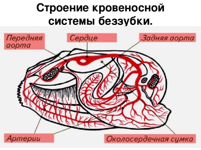 Схема строения кровеносной системы моллюсков