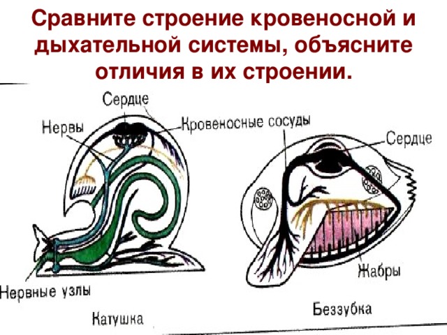 Сравните строение. Дыхательная система моллюсков схема. Дыхательная система моллюсков 7 класс. Строение кровеносной и дыхательных систем классов моллюски. Де органы дыхания у моллюсков.