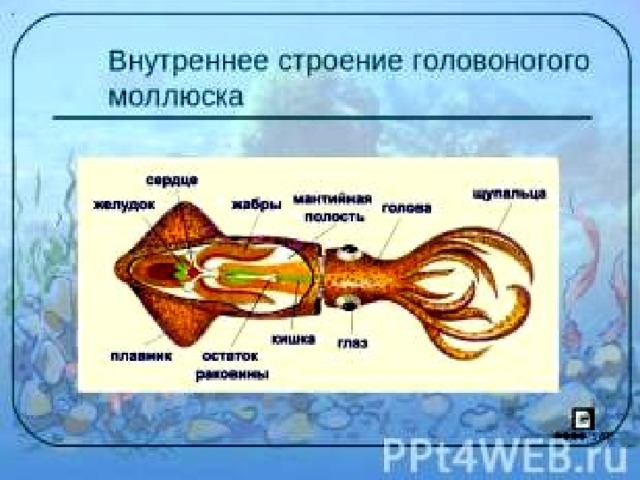 Характеристика головоногих моллюсков 8 класс таблица Презентация для 7 класса "Моллюски"