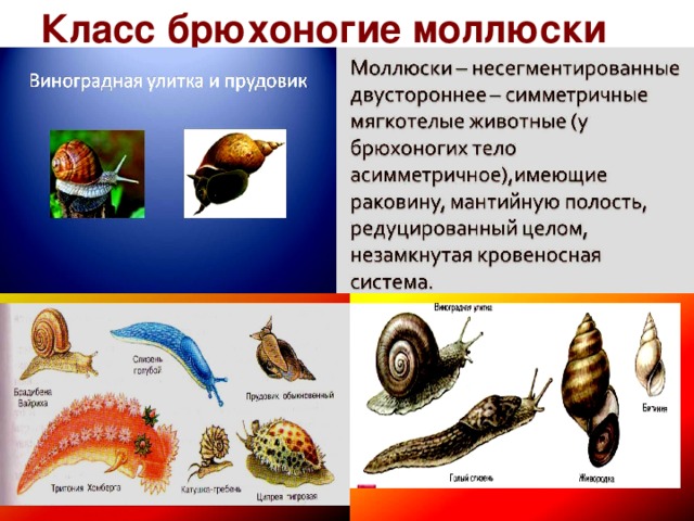 Класс моллюски примеры. Брюхоногие моллюски биология. Брюхоногие моллюски представители. Классификация брюхоногих моллюсков. Представители класса брюхоногих моллюсков.