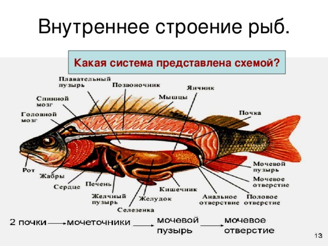 Особенности внутреннего строения щуки. Внутреннее строение рыбы схема. Внешнее и внутреннее строение рыб. Строение рыбок внутреннее и внешнее. Внутреннстроение рыбы схема строения.