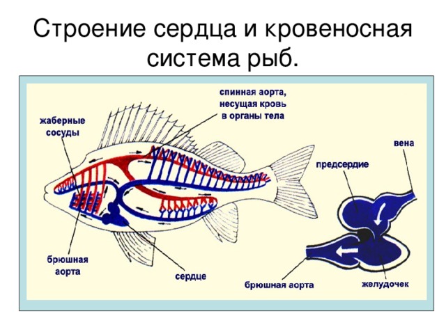 Особенности кровообращения рыб