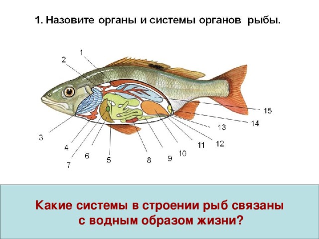 Рисунок внешнего строения рыбы