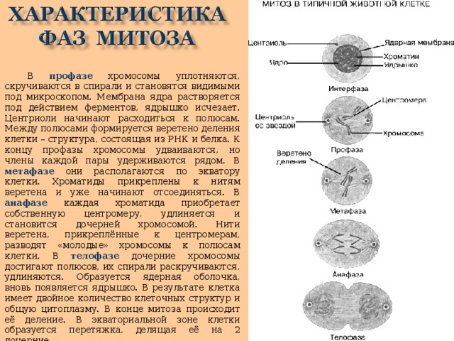 Исчезновение ядерной оболочки происходит в