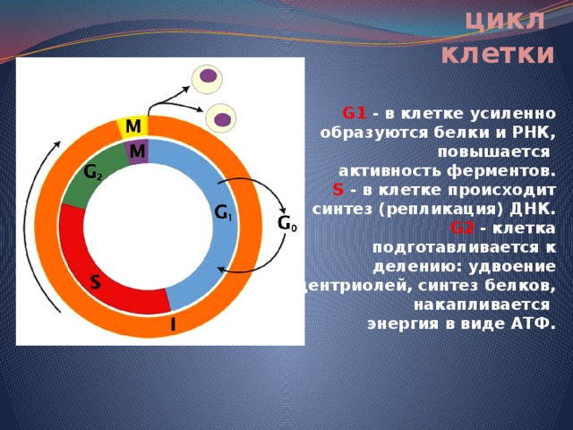 Жизненный цикл  клетки   G1 - в клетке усиленно образуются белки и РНК, повышается  активность ферментов.  S - в клетке происходит синтез (репликация) ДНК.  G2 - клетка подготавливается к делению: удвоение центриолей, синтез белков, накапливается  энергия в виде АТФ. 