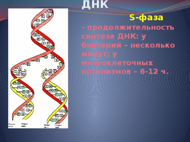 Редупликация ДНК   S-фаза  - продолжительность синтеза ДНК: у бактерий – несколько минут; у многоклеточных организмов – 6-12 ч. 