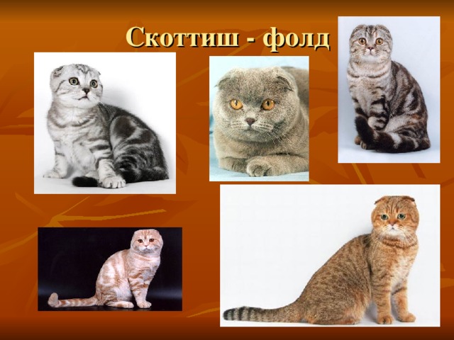 Презентация. "Пушистый доктор"