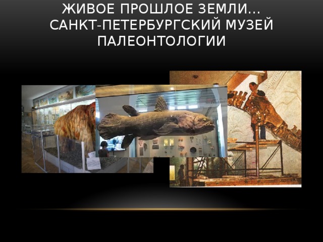 Живое прошлое земли…  Санкт-Петербургский музей палеонтологии 