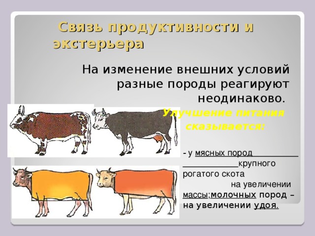 Продуктивность пород. Экстерьер КРС молочного направления продуктивности. Породы мясной продуктивности КРС. Селекция КРС. Селекция крупного рогатого скота.