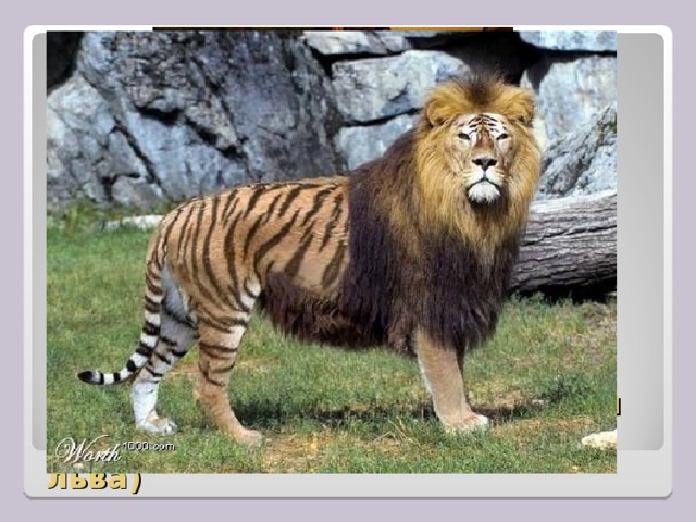 Тигролев,получен инбридингом (помесь самца тигра и самки льва) 