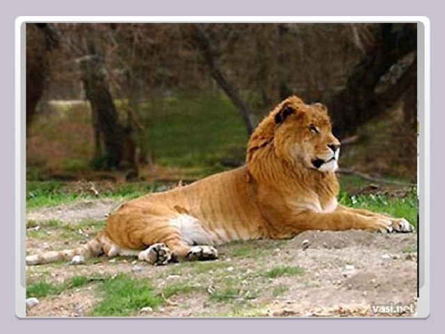 Лигр- помесь самца льва и самки тигра 