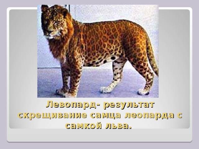Левопард- результат скрещивание самца леопарда с самкой льва. 