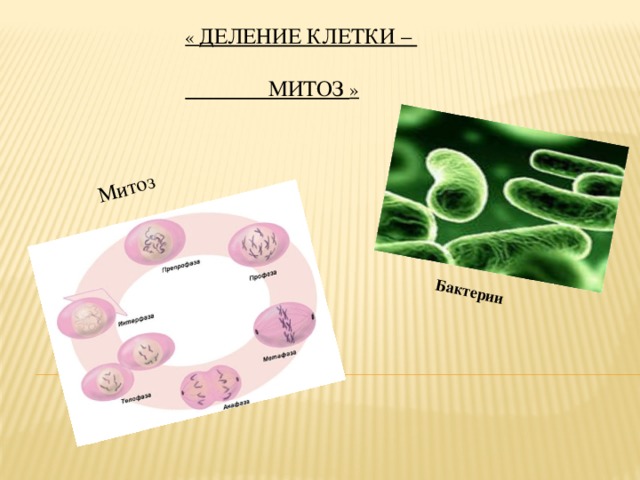 Деление клеток спорогенной ткани. Деление клетки бактерии. Митоз бактериальных клеток.