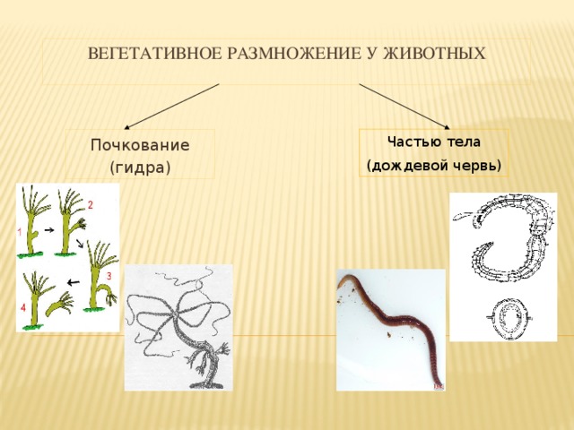 Вегетативное размножение у животных Частью тела (дождевой червь) Почкование (гидра) 