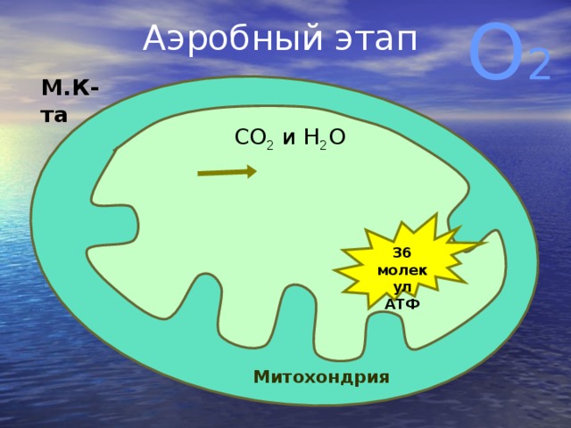 Энергетический обмен в митохондриях рисунок